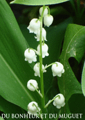 &Eacute;clat de muguet pour un mai joyeux